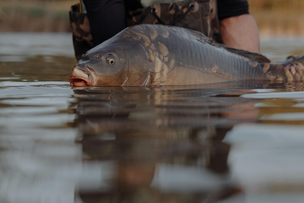 boilies na płocie wiosna
