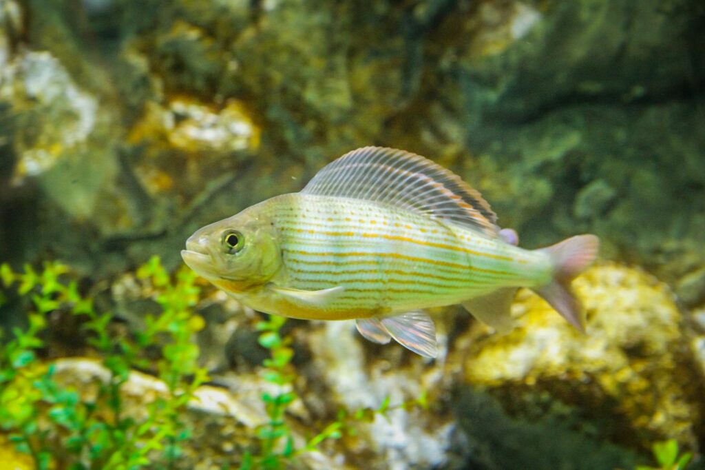 wymiary ochronne ryb