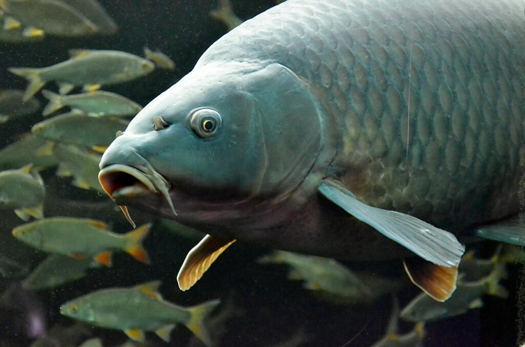 karp lupina bunker